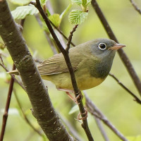 Connecticut Warbler